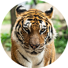 tiger