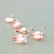 Розовые фламинго Боливия