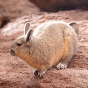Кролик в Уюни