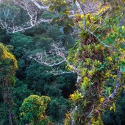 леса на Галапагосах