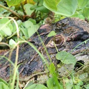 Крокодил на Галапагосах в природе