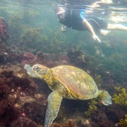 Плаванье с черепахами