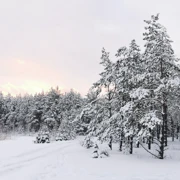 Подмосковная Карелия на снегоступах поход, изображение 2