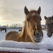 Деревенский Новый год в Подмосковье. К лошадкам на снегоступах (0+) поход, изображение 1