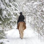 Прогулка и катание на лошадях по зимнему лесу. Однодневный выезд из Питера поход, изображение 2