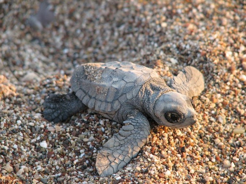 активный отдых турция животный мир фауна черепахи скорпионы