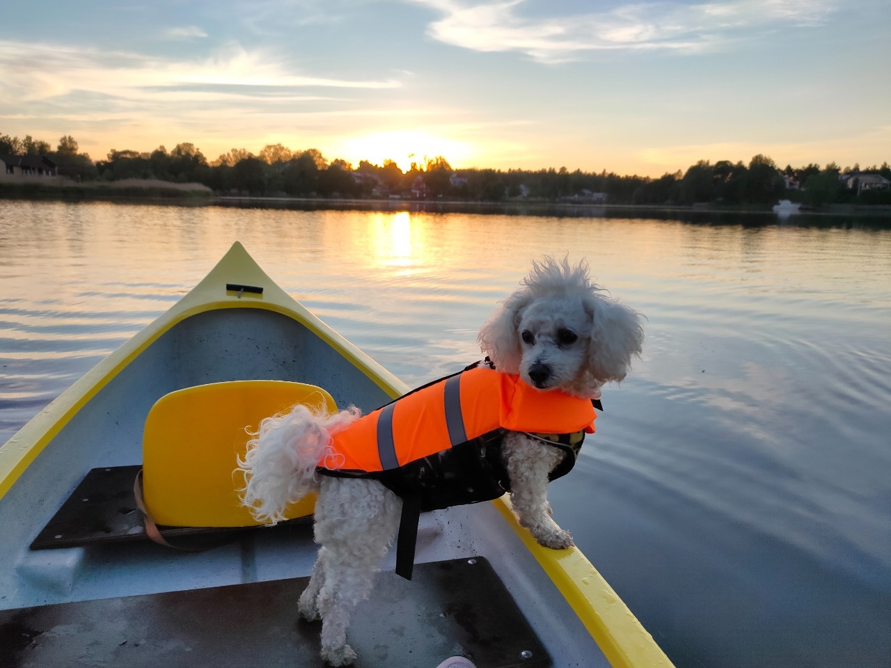 собака в лодке в выборге